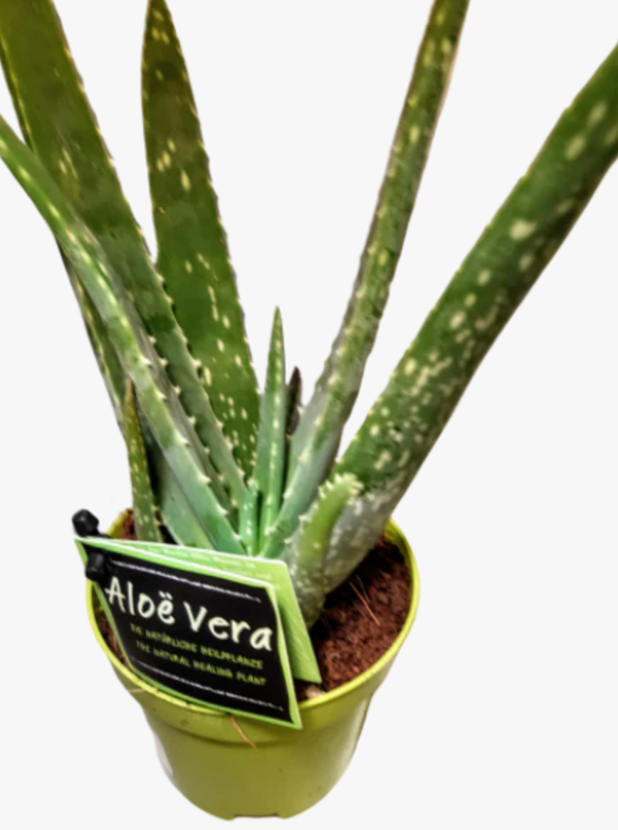 Aloevera Plant 30 cm