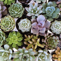Mini fresh succulents and cactus mix