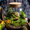 Terrarium